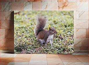 Πίνακας, Curious Squirrel in Nature Περίεργος σκίουρος στη φύση