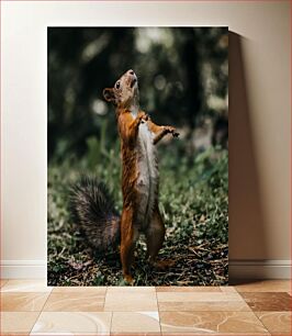 Πίνακας, Curious Squirrel Περίεργος σκίουρος