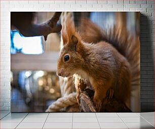 Πίνακας, Curious Squirrel Περίεργος σκίουρος