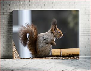 Πίνακας, Curious Squirrel Περίεργος σκίουρος