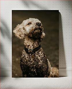 Πίνακας, Curly-Coated Dog Σκύλος με σγουρά επίστρωση