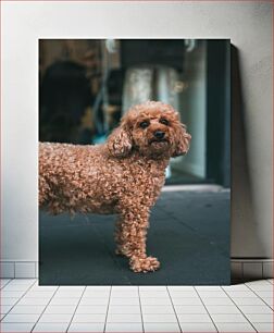 Πίνακας, Curly-Haired Dog Σγουρός σκύλος