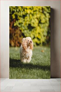 Πίνακας, Curly-Haired Dog on Grass Σγουρός σκύλος στο γρασίδι