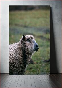 Πίνακας, Curly-Wool Sheep in the Field Πρόβατα σγουρά μαλλί στο χωράφι