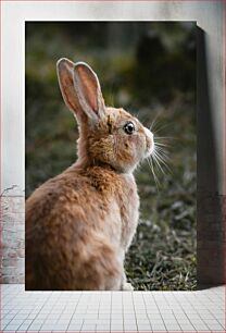 Πίνακας, Cute Brown Rabbit in Nature Χαριτωμένο καφέ κουνέλι στη φύση