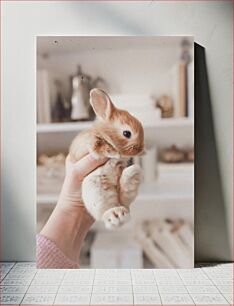 Πίνακας, Cute Bunny Χαριτωμένο λαγουδάκι