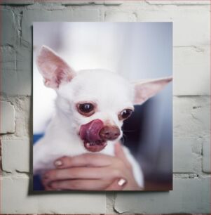 Πίνακας, Cute Chihuahua Licking Nose Χαριτωμένη μύτη που γλείφει Τσιουάουα