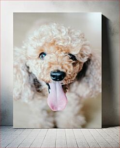 Πίνακας, Cute Curly-Haired Dog Χαριτωμένος σκύλος με σγουρά μαλλιά