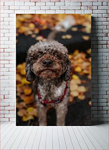 Πίνακας, Cute Dog on Autumn Walk Χαριτωμένο σκυλί στον φθινοπωρινό περίπατο