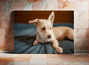 Πίνακας, Cute Dog Relaxing on Bed Χαριτωμένο σκυλί που χαλαρώνει στο κρεβάτι