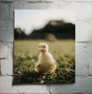 Πίνακας, Cute Duckling in Meadow Χαριτωμένο παπάκι στο Λιβάδι