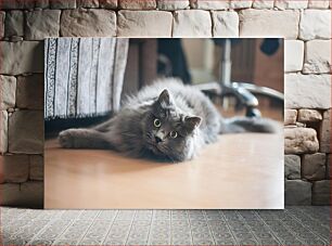 Πίνακας, Cute Gray Cat Relaxing Indoors Χαριτωμένη γκρίζα γάτα που χαλαρώνει σε εσωτερικούς χώρους