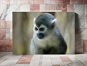 Πίνακας, Cute Monkey Portrait Χαριτωμένο πορτρέτο μαϊμού