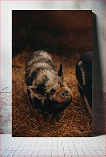 Πίνακας, Cute Pig on a Farm Χαριτωμένο γουρούνι σε φάρμα