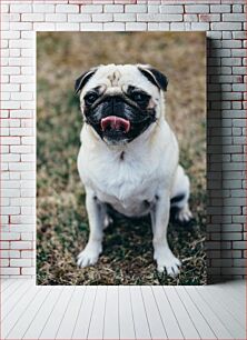 Πίνακας, Cute Pug in the Park Χαριτωμένο πατημασιά στο πάρκο