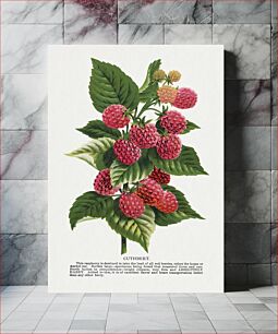 Πίνακας, Cuthbert raspberry lithograph
