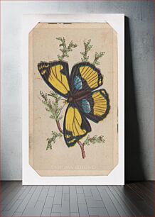 Πίνακας, Cynthia Cenone butterfly card from the Butterflies and Moths of America series