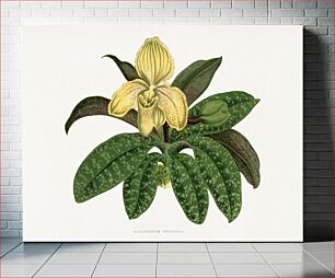 Πίνακας, Cypripedium Concolor leaf illustration