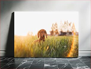 Πίνακας, Dachshund in a Sunny Field Dachshund σε ένα ηλιόλουστο πεδίο