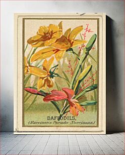 Πίνακας, Daffodils (Narcissis Pseudo-Narcissus), from the Flowers series for Old Judge Cigarettes issued by Goodwin & Company