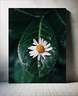 Πίνακας, Daisy on Leaf Μαργαρίτα στο φύλλο