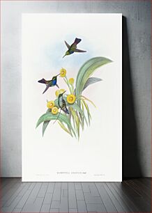 Πίνακας, Damophila amabilis (Blue-breasted Hummingbird) (1804–1902) by John Gould and Henry Constantine Richter