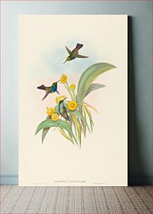 Πίνακας, Damophila amabilis (Blue-breasted Hummingbird) by John Gould (1804–1881) and Henry Constantine Richter (1821-1902)