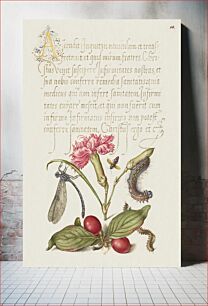 Πίνακας, Damselfly, Carnation, Firebug, Caterpillar, Carnelian Cherry, and Centipede from Mira Calligraphiae Monumenta or The Model Book of Calligraphy (1561–1596) by Georg Bocskay and Joris Hoefnagel