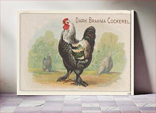 Πίνακας, Dark Brahma Cockerel, from the Prize and Game Chickens series (N20) for Allen & Ginter Cigarettes