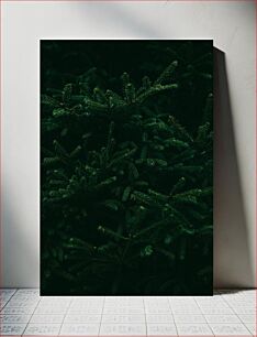 Πίνακας, Dark Evergreen Foliage Σκούρο αειθαλές φύλλωμα