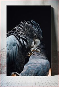 Πίνακας, Dark Feathered Parrots Σκοτεινοί Φτερωτοί Παπαγάλοι