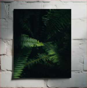 Πίνακας, Dark Green Ferns Σκούρο Πράσινες Φτέρες