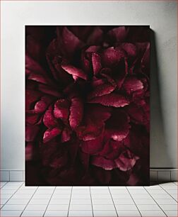 Πίνακας, Dark Red Flower Close-Up Κοντινό πλάνο με σκούρο κόκκινο λουλούδι