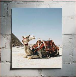 Πίνακας, Decorated Camel in Front of Pyramid Διακοσμημένη καμήλα μπροστά από την πυραμίδα