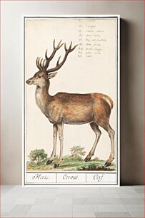 Πίνακας, Deer, Cervidae (1596–1610) by Anselmus Boëtius de Boodt