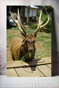 Πίνακας, Deer Eating Vegetation Ελάφια που τρώει βλάστηση