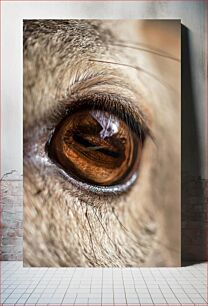 Πίνακας, Deer Eye Close-Up Κοντινό πλάνο Deer Eye