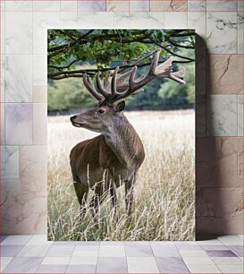 Πίνακας, Deer in a Field Ελάφια σε ένα χωράφι