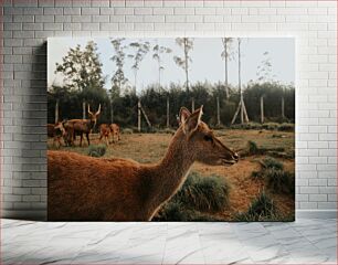 Πίνακας, Deer in a Forest Ελάφια σε ένα δάσος