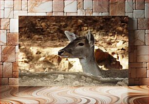 Πίνακας, Deer in Natural Habitat Ελάφια σε φυσικό βιότοπο