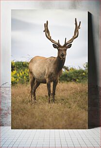 Πίνακας, Deer in Natural Habitat Ελάφια σε φυσικό βιότοπο