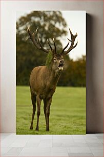 Πίνακας, Deer in the Wild Ελάφια στην άγρια ​​φύση