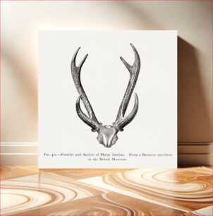 Πίνακας, Deer skull drawing, wildlife print