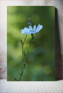 Πίνακας, Delicate Blue Flower Λεπτό μπλε λουλούδι