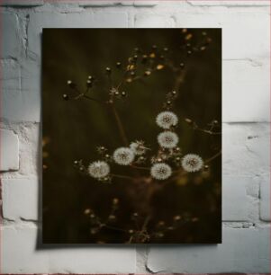 Πίνακας, Delicate Dandelions Λεπτές πικραλίδες