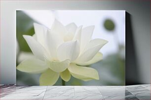 Πίνακας, Delicate White Lotus Λεπτός Λευκός Λωτός