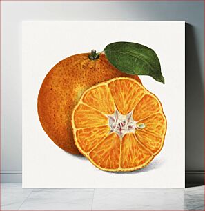 Πίνακας, Delicious orange tangerine illustration