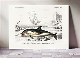 Πίνακας, Delphinus delphis illustrated by Charles Dessalines D' Orbigny (1806-1876)