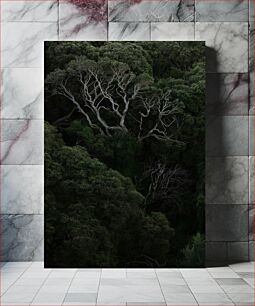 Πίνακας, Dense Forest Canopy Πυκνό δάσος κουβούκλιο