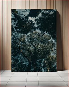 Πίνακας, Dense Forest Canopy Πυκνό δάσος κουβούκλιο